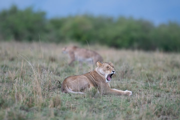 Lion yawning with cheetah in background