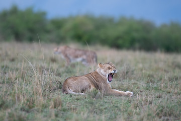 Lion yawning with cheetah in background