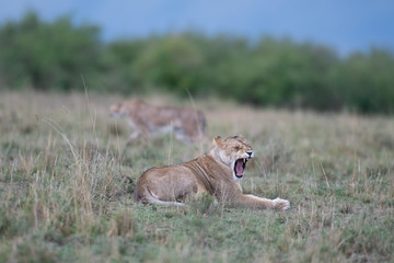 Lion yawning with cheetah in background