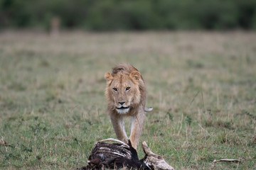 Male lion at carcass