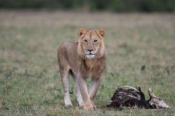 Male lion at carcass