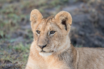 Lion cub in Masai Mara