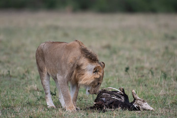 Male lion at carcass