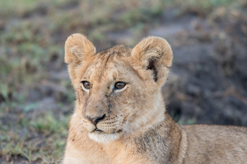 Lion cub in Masai Mara