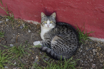 Portrait of a female tabby cat sitting at the backyard against red wall