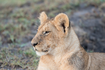 Obraz na płótnie Canvas Lion cub in Masai Mara