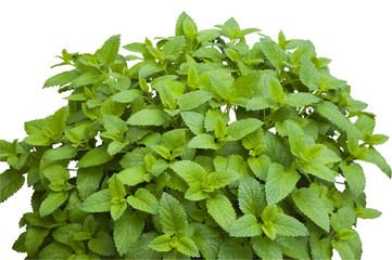 bush of fresh green lemon balm