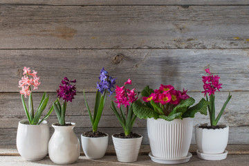spring flowers on old wooden background