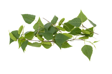 birch leaves and buds on a white background