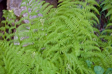 Groups of ferns