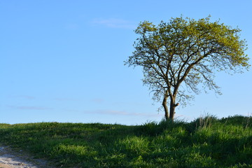 A tree with a blue sky in the background