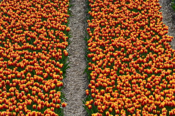 Tulips from Holland