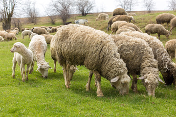 Fototapeta premium Sheep and goats graze on green grass in spring 