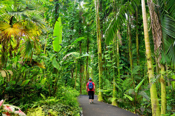 Tourist admiring lush tropical vegetation of the Hawaii Tropical Botanical Garden of Big Island of...