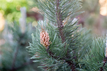 spring flowering pine closeup