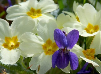 spring flowers