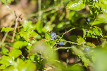 blueberries on bushes