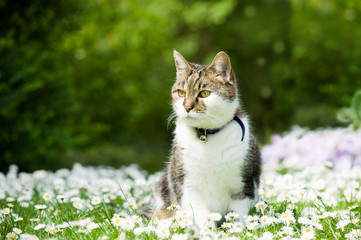 Hauskatze in einer Gänseblümchenwiese © DoraZett
