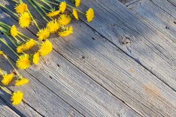 dandelions on old wooden background