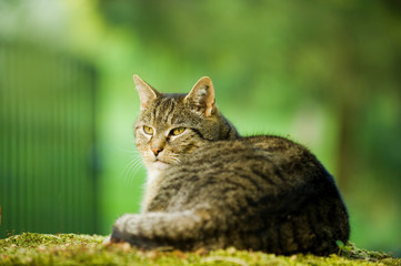 Hofkatze liegt auf einer Mauer