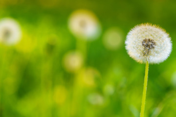 Dandelion seeds in the sunlight blowing .Selective focus