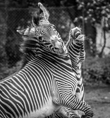 Fototapeta na wymiar Zebras Playing, Frolicking, Pair, Couple