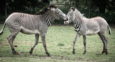 Zebras Playing, Frolicking, Pair, Couple