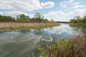 river with reeds on thethe banks of