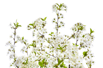 Bouquet of blooming branches of cherry on a white background.
