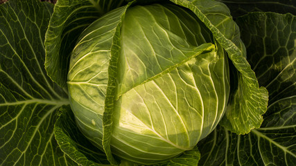 Fototapeta premium Background with big fresh cabbage closeup in the garden
