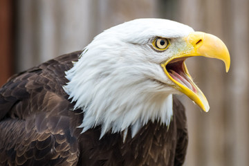 Bald Eagle Screeching, Calling, Profile Face