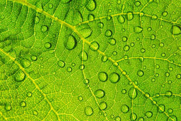 Green leaf with water drops for textured background