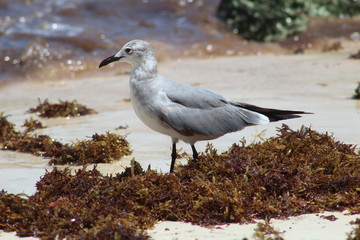 La gaviota en la playa