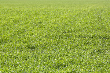 Obraz na płótnie Canvas Green grass natural background. Top view