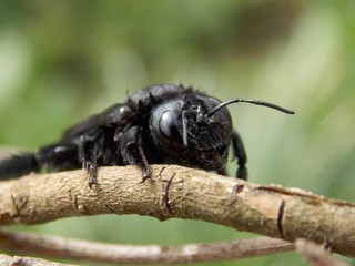 beetle at the branch
