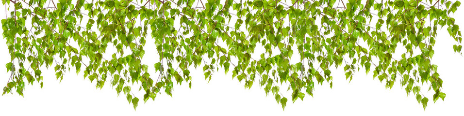 
Decoration of birch twigs with leaves in a row on a white background.