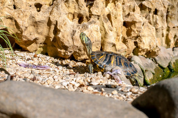 A young turtle climbed out of the lake and basks in the sun against the background of the rock. Close-up.