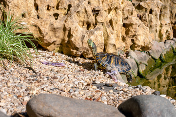 A young turtle climbed out of the lake and basks in the sun against the background of the rock. Overall plan.