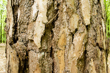 Texture of a tree.