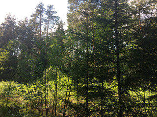 A mixed forest at summer sunny day, beautiful landscape