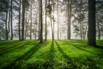 Forest landscape and morning fog in spring