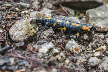 Salamandra plamista © Wiesaw