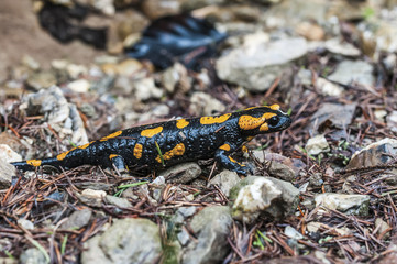Salamandra plamista © Wiesaw