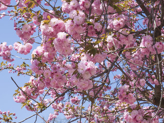 beautiful perfect  blooming pink sakura cherry blossom or Japanese cherry (Prunus serrulata) tree branch, soft focus, golden light, blue sky, natural floral spring background