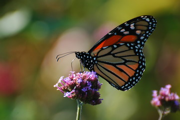 Monarch Butterfly on purple flower