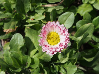 Fototapeta premium Blooming pink Bud daisies. Garden flower.