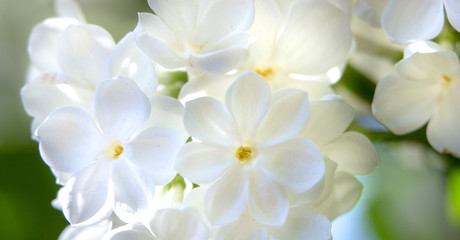 Naklejka na ściany i meble Honey white lilac close-up, with selective focus.