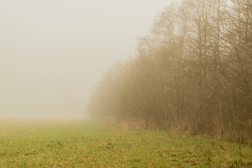 Fototapeta na wymiar Fog on the green field and forest at the background
