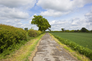 farm track and oak trees