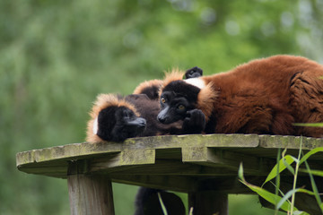 Two Red Ruffed Lemurs grooming one another
